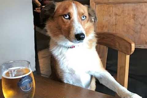 Best Funniest Animal Videos 2024 😬 Funny Dogs And Cats make you Unable To Stop Laughing