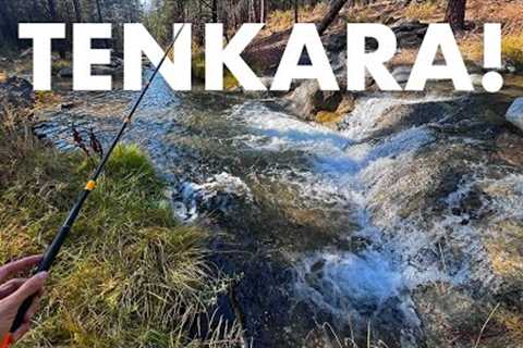 Catching Surprise Fish in a Unique Mountain Creek! (Tenkara Fly Fishing)