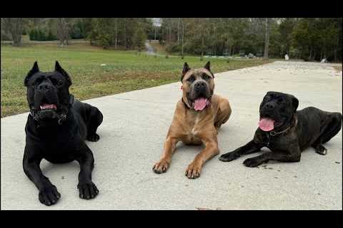 American Standard Dog Training is Live