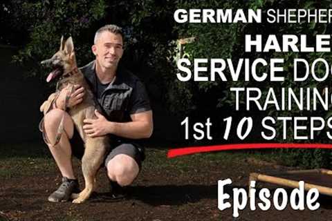 First Ten Steps When Training A Service Dog!