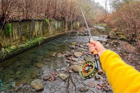 Fly Fishing 4 CRAZY Creeks in 1 Afternoon!! (Trout Fishing)