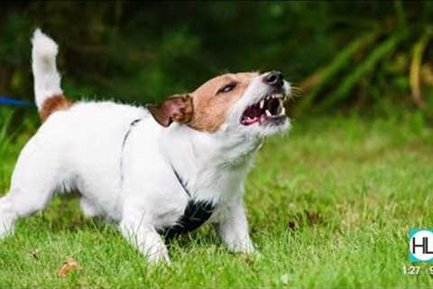 Houston puppy expert shares tips on how to handle growling | HOUSTON LIFE | KPRC 2