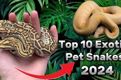Top 10 Exotic Pet Snakes U Can Own As a beginner ! | 2024 |