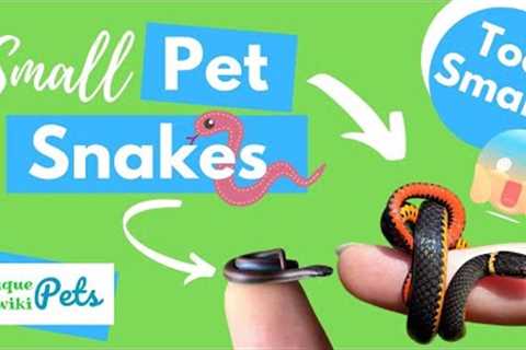 21+ Small Pet Snakes for Pets