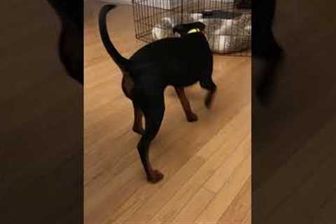 Puppy Learned to Fetch Specific Toy | Dog Training Tips #shorts