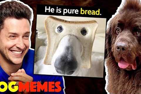 Reacting To Dog Memes With My Newfie Bear