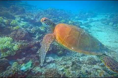 Scuba Diving with Sharks &amp; Turtles on the Island of Moorea in Tahiti