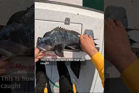 The Best Tasting Fish in the Northeast CATCH CLEAN COOK #shorts #fishing