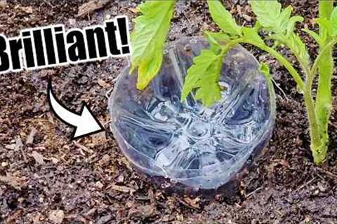 Top 10 Free Vegetable Gardening Hacks