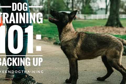 Dog Training 101: Backing Up