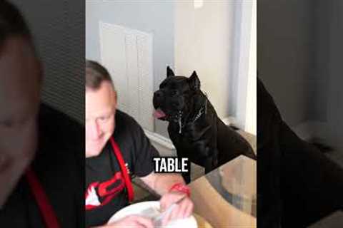 3 Dog Training TIPS For Thanksgiving!