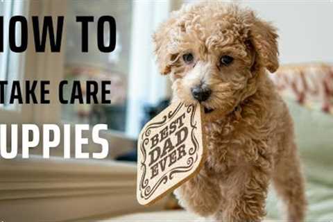 How to Keep Your Puppy Healthy, Happy, and Active!puppy vaccinations