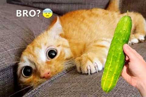 Silliest CATS on Earth 😂   Funny Cats Videos 2023