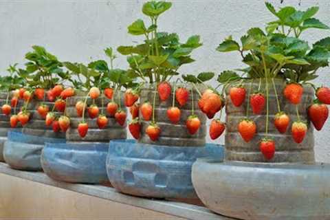 [Home Gardening] Are you surprised? The Secret to Growing Strawberries for Year Round Fruit