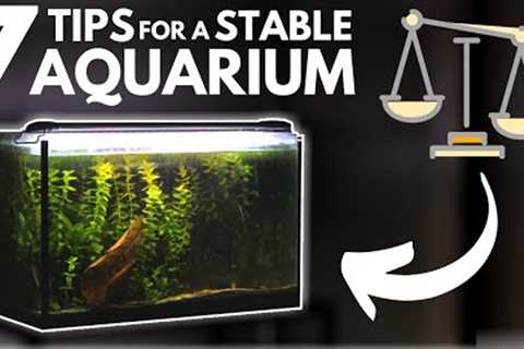7 Tips for Keeping a Stable Aquarium
