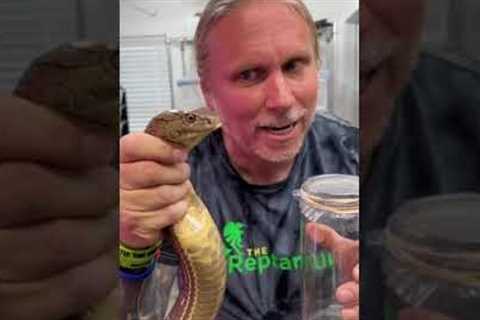 King Cobra Venom Milking! #shorts