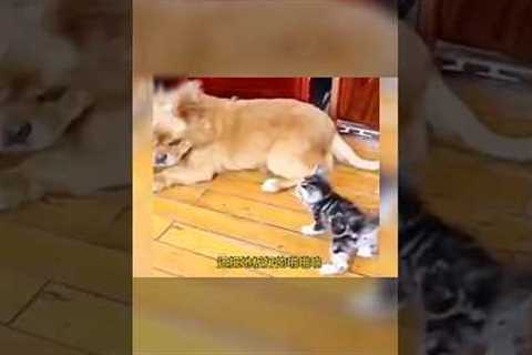 funny 😺 cat Vs dog 🐕 fight #@Mr.Meow999 #shorts #viralshorts #funny #cute #short #funnycats