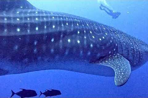 Whale Shark Casually Drifts Through Scuba Diver Group
