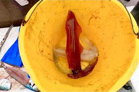 SQUID & FISH DAY ON THE BOAT - Catch Clean Cook