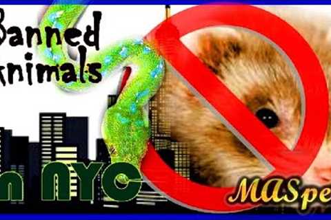 Exotic Pets that are Illegal in New York City!