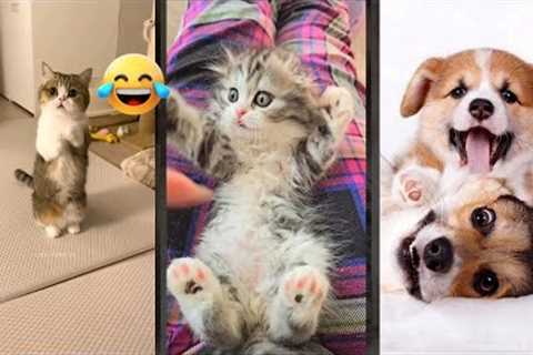 Cat videos 🐈‍⬛ kitten meowing 🐈‍⬛ #funanimals #6133