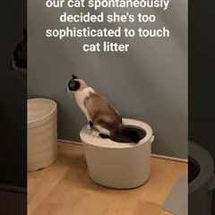 our #cat just taught herself to use the litterbox like a toilet?!