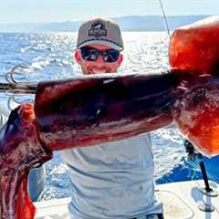 Fishing with Huge Squid as Bait to Catch Something Bigger