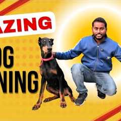 Dog Training Basics : How to train your Puppy Bark & Heel without leash