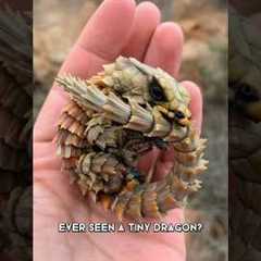 Armadillo Girdled Lizard 🦎 A Real-Life Dragon