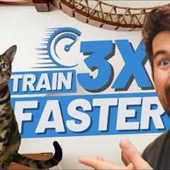 Clicker Train Your Cat Faster avoiding these 5 MISTAKES