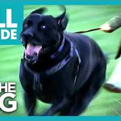 These Dogs That Walk Their Owners! | Full Episode | It's Me or The Dog