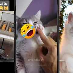 Funny Cat 🙀 Funny Cat Videos 😹 #FunnyCats Part 8033