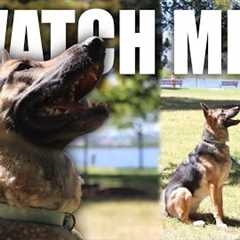 How to Teach Watch Me to Dog