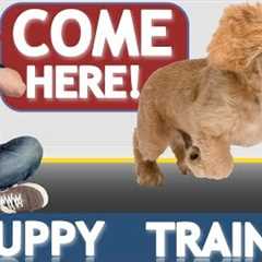 How to Train your Puppy to Come When Called NOW AND FOREVER!