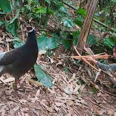 perfect shelter, winter survival, wild chicken hunting skills, survival alone