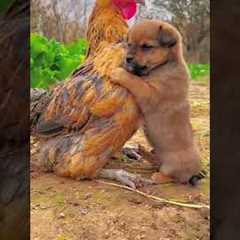 Friendship / puppy and chicken . A beautiful moment #191 - #shorts