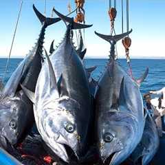 Bluefin Tuna Caught by Longline - The Most Intense Fishing Battle Ever!