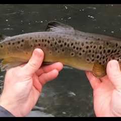 The PERFECT Winter Fly Fishing Day! PA Class A Water, Snow, No Wind, Hungry Fish, Yeah Baby!