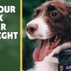 5 Tips: E-Collar Dog Training for Beginners