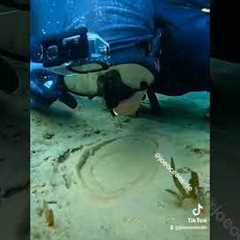 This got 34 million views (Underwater phenomenon!) #nature #scubadiving