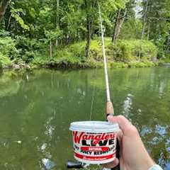 TROUT Fishing with LIVE WORMS