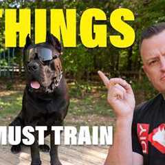 The Top 5 Skills for Training a Perfect Dog!