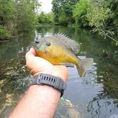 The Best Bluegill Bait that’s not Worms! You’ll be Shocked!