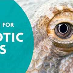 How to care for exotic pets