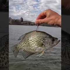 I Dropped a Live Crappie to the Bottom of the River