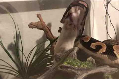 feeding hades the snake (python)