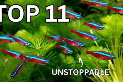 11 UNSTOPPABLE Fish That THRIVE in Any Aquarium!