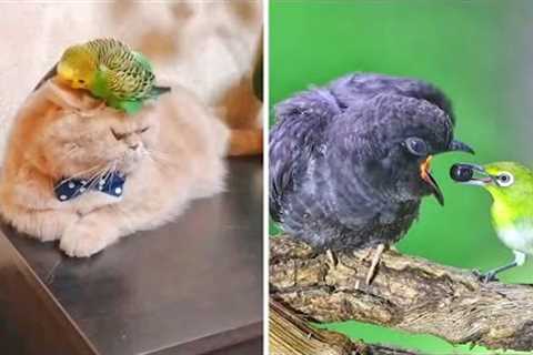 Unlikely Besties: Adorable &amp; Funny Animal Friendships That Will Melt Your Heart! #animalfriends ..