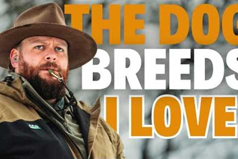 The Dog Breeds I LOVE To Work With As A Dog Trainer!