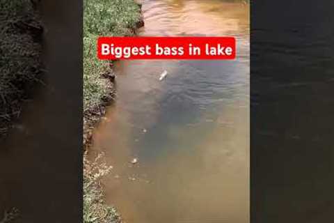 Biggest bass in lake🤣. #keşfet #bassfishing #fishing